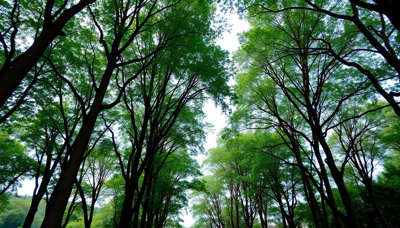 forest